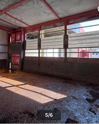 trasporto animali vivi