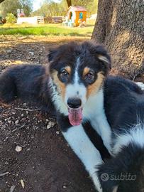 Cuccioli pastore australiano australian shepherd