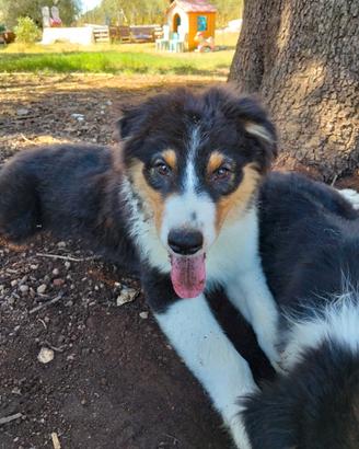 Cuccioli pastore australiano australian shepherd