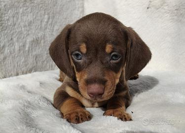 Bassotti cuccioli