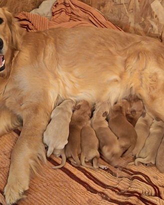Golden retriever