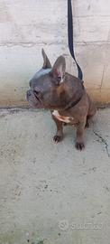 Bulldog francese femmina blu e bianca