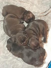 Bulldog francesi