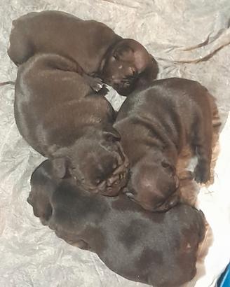 Bulldog francesi