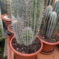 Cactus pianta grassa