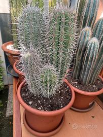 Cactus pianta grassa
