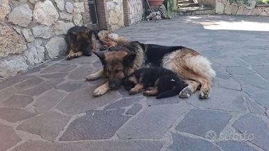 Cucciola di pastore tedesco