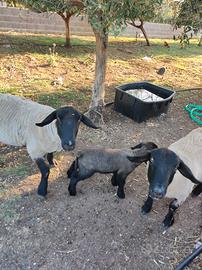 Agnello Suffolk