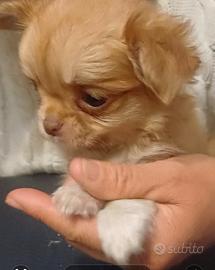 Chihuahua cucciola pelo lungo