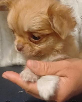 Chihuahua cucciola pelo lungo
