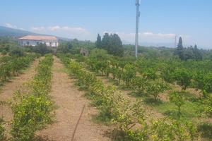 Terreno agricolo