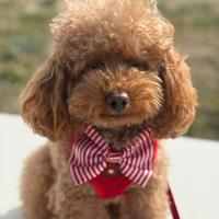 Barboncino accoppiamento/monta