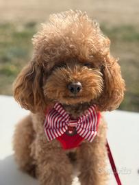 Barboncino accoppiamento/monta