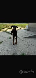 Dobermann