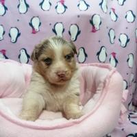 Australian Shepherd cuccioli Merle