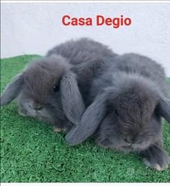 Conigli ariete nano mini blu