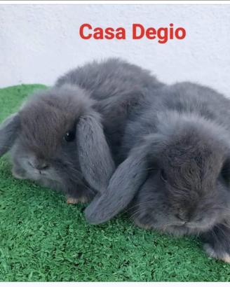 Conigli ariete nano mini blu