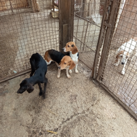 Cucciolini 10 mesi