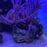 Talee Sps, Lps e molli coralli acquario spedizione