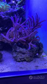 Talee Sps, Lps e molli coralli acquario spedizione