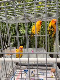 Conuro del sole coppia