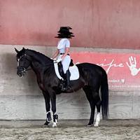 Cavallo dressage