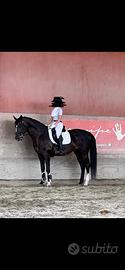 Cavallo dressage