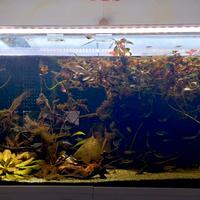 acquario completo 300 lt 120x50x50 amazzonico