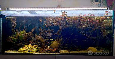 acquario completo 300 lt 120x50x50 amazzonico