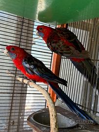 Pappagalli Rosella di pennant