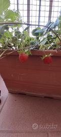 Stoloni di fragola 4 stagioni  precoce 