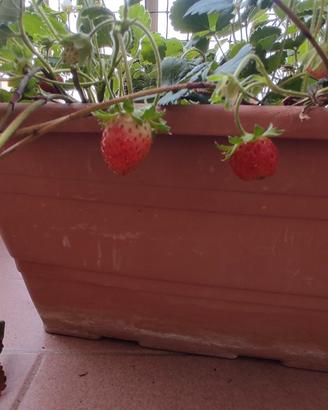 Stoloni di fragola 4 stagioni  precoce 