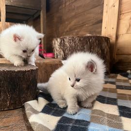 Ragdoll cucciole con pedigree