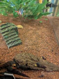 Per rivenditori e negozianti - Tylomelania