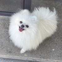 Spitz di Pomerania nano disponibile per monta