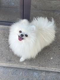 Spitz di Pomerania nano disponibile per monta