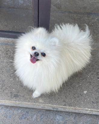 Spitz di Pomerania nano disponibile per monta