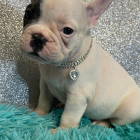 Bulldog francese