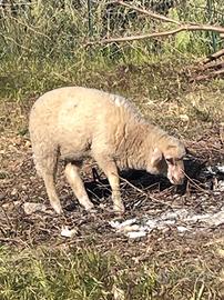 Agnello francese originale