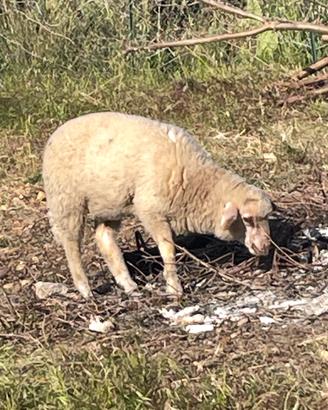 Agnello francese originale