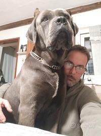Ragalo cuccioli border collie cane corso