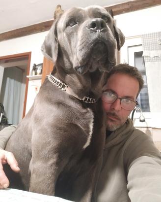 Ragalo cuccioli border collie cane corso