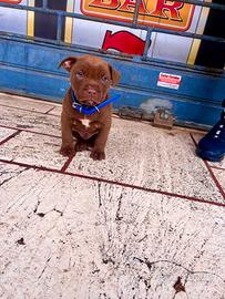 Pitbull maschio