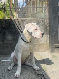 Cucciolo dogo argentino