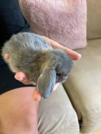 Coniglio nano ariete mini lop