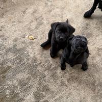 Labrador retriever con pedigreee