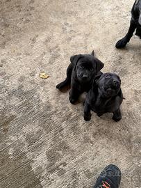 Labrador retriever con pedigreee