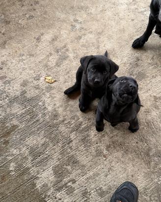 Labrador retriever con pedigreee