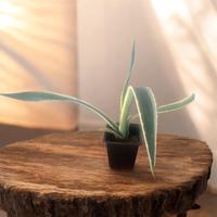 Agave variegata