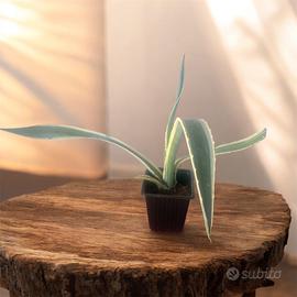 Agave variegata
